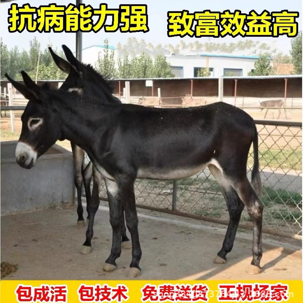 出栏德州驴肉驴青年驴驹 好饲养出肉率高景区观赏拉磨小毛驴活体