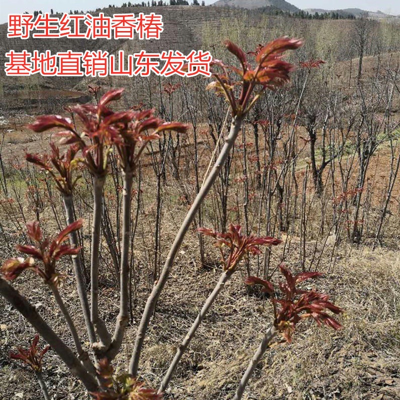红油香椿苗 果树苗椿树苗 盆栽食用香椿树苗南方北方种植树苗香椿