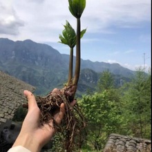 华重楼苗 滇重楼苗 七叶一枝花 独角莲 带土带营养钵发货当年开花