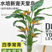 天堂鸟水培植物花卉室内客厅桌面好养活绿植盆栽鹤望兰吸甲醛秋冬