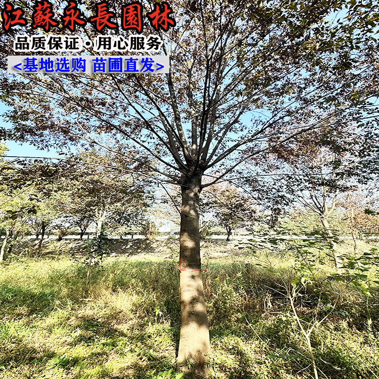 基地直供榉树 榉树苗 榉树树苗 规格齐全 量大从优易成活绿化苗木