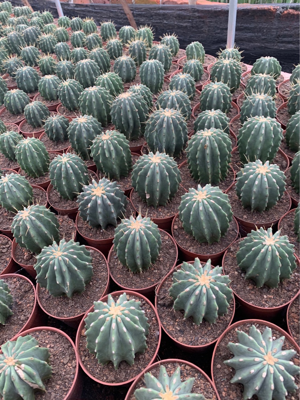 无刺王冠龙掌形盆栽仙人球多肉植物