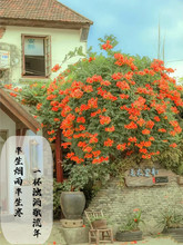 美国凌霄花爬藤攀援植物别墅庭院风景树廊架遮阳易活花卉老桩耐寒