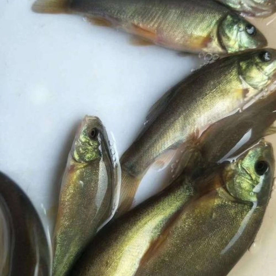 丁桂鱼苗活体丁岁苗丁贵鱼须岁鱼淡水冷水养原生鱼淡水鱼包邮包活