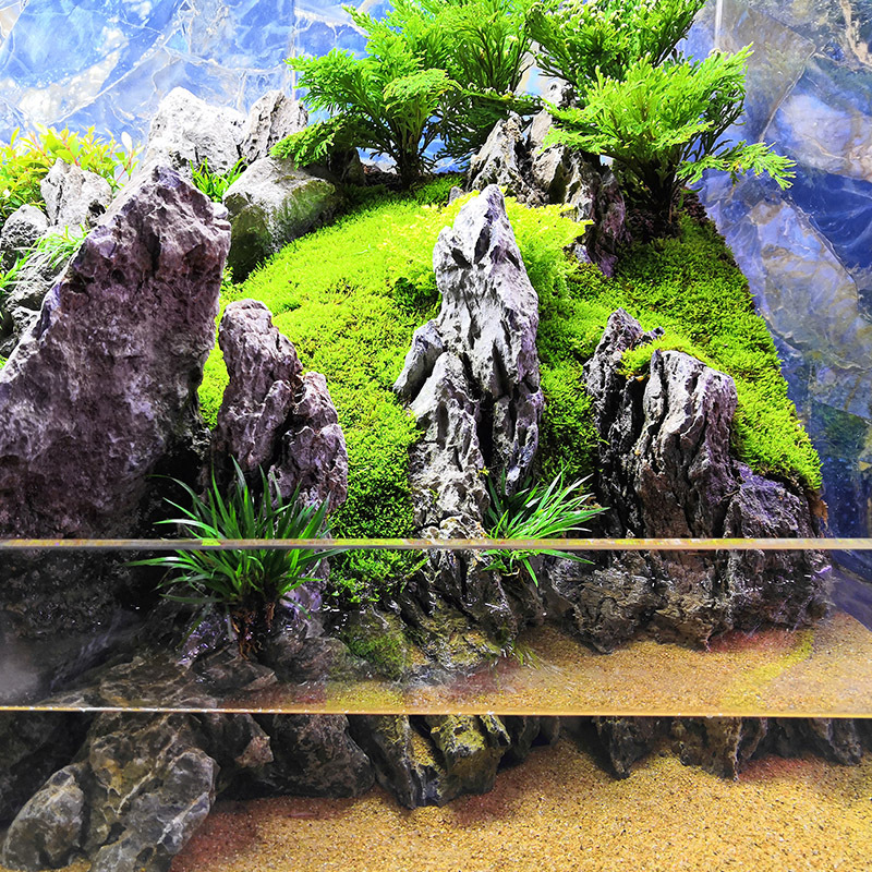 水陆缸造景植物鲜活苔藓生态瓶微景观盆栽盆景铺面短绒白发大灰藓