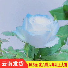 10.8元 6棵玫瑰花树苗四季开花盆栽花卉观花植物室内阳台月季特大