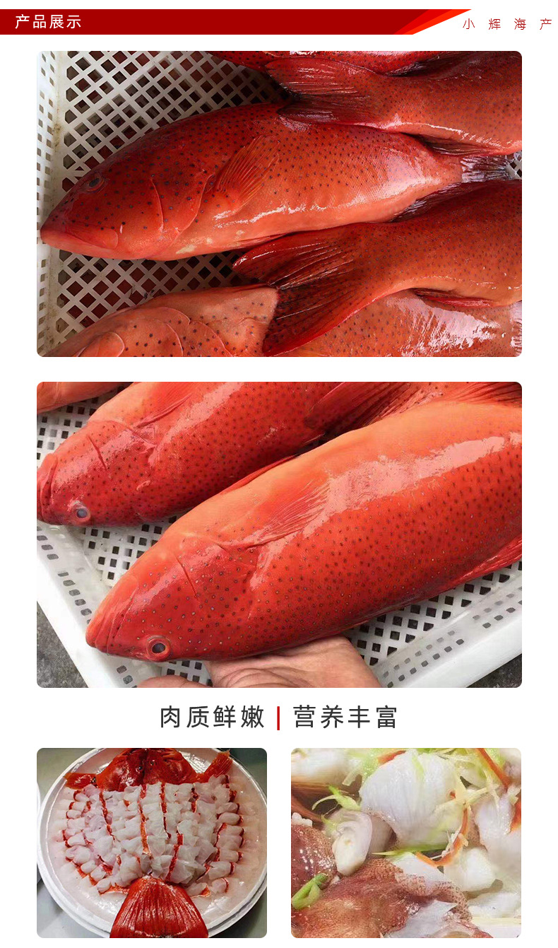 深海东星斑海鲜水产鲜活冷冻东星石斑鱼红斑红星斑燕尾斑顺丰快递