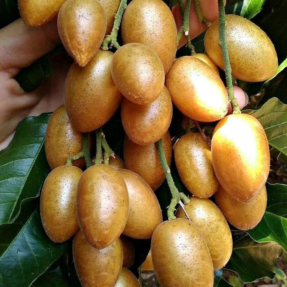 5斤包邮黄皮果水果新鲜孕妇水果当季现摘冰糖鸡心黄弹子