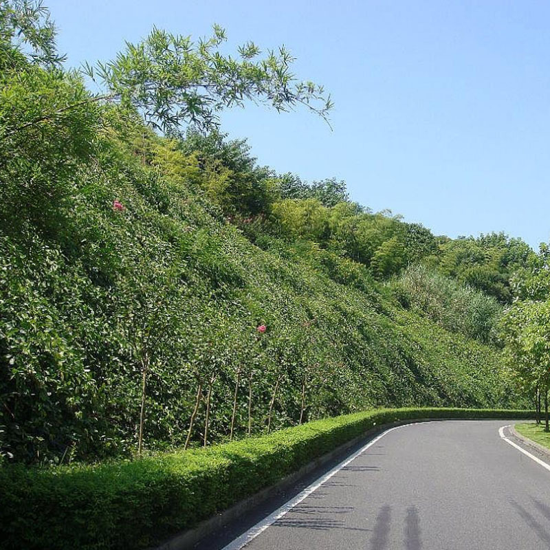 护坡灌木种子紫穗槐刺槐多花木兰胡枝子小冠花葛藤复绿绿化草种籽