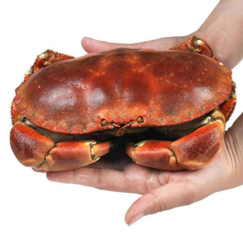 海鲜鲜活面包蟹活帝王蟹珍宝蟹梭子蟹红毛皇帝蟹大膏蟹肉蟹满黄蟹