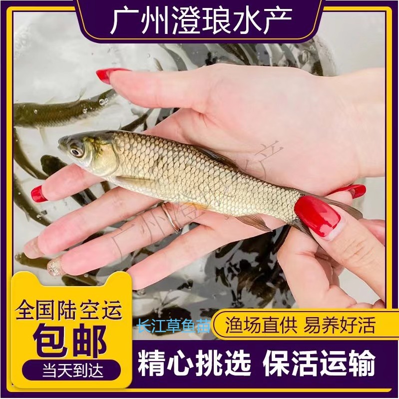 草鱼鱼苗活体淡水养殖草皖鱼苗半斤食蚊鱼大苗饲料四大家鱼青鱼苗