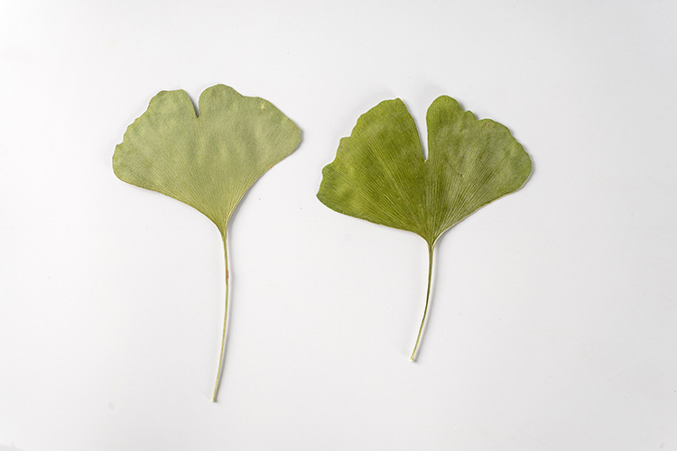 银杏叶 真花押花压花幼儿教学植物标本素材材料滴胶干花手机壳diy