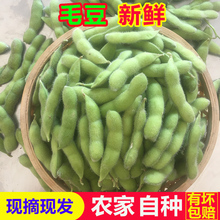毛豆新鲜带壳青豆嫩黄豆生豆荚商用四川本地农家自种素菜时令疏菜