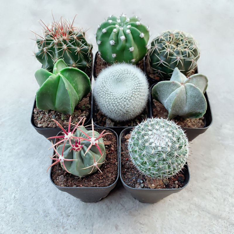 西瓜球套餐仙人掌阳台仙人球容易养盆栽办公桌防辐射绿植夏季多肉