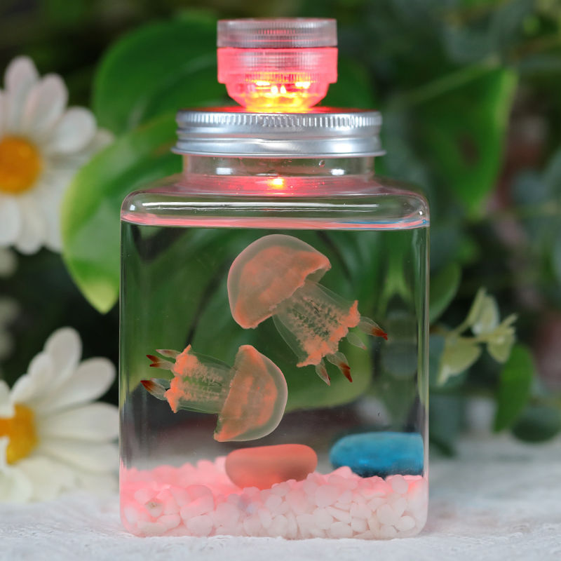 水母活物缸活的宝宝家养好养儿童学生小宠物迷你懒人水族赤月代发