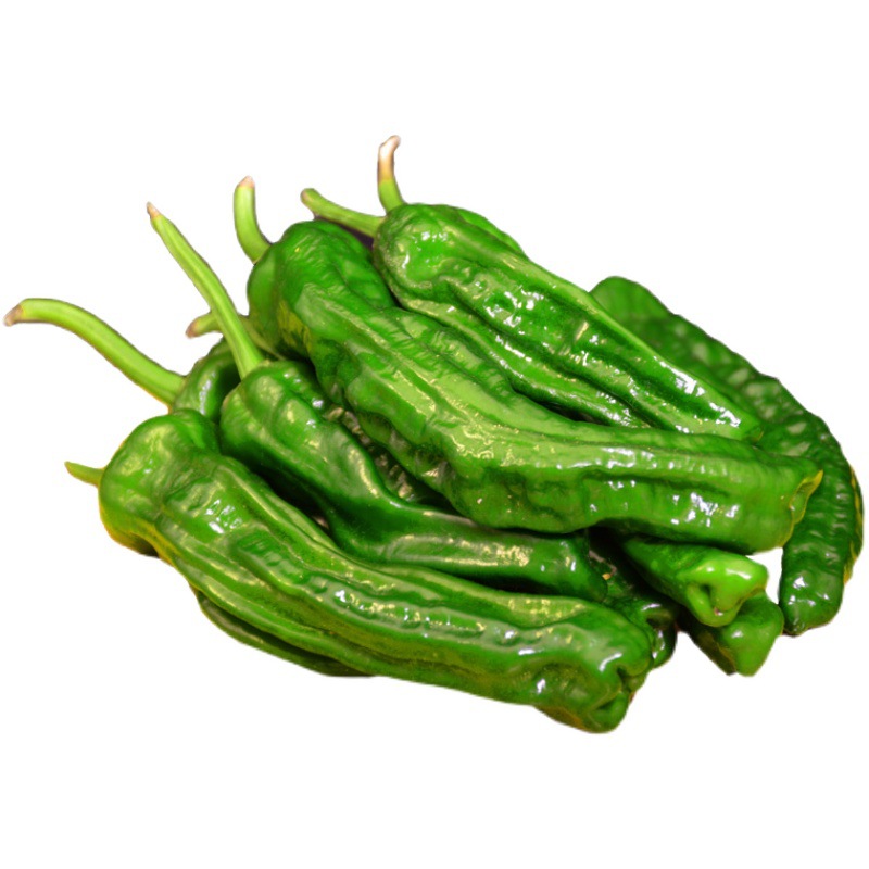 湖南新鲜特辣皱皮青椒软皮虎皮小青辣椒农家土辣椒湘菜原料现摘