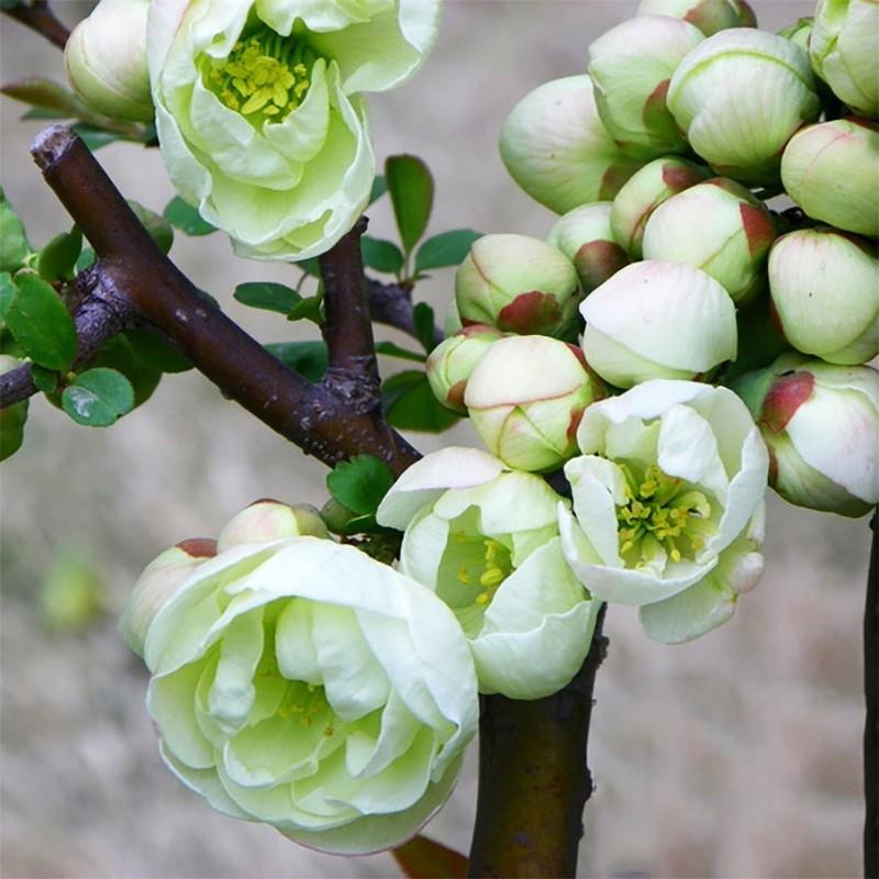 海棠花盆栽花卉植物室内花四季开花绿植重瓣日本海棠盆景老桩