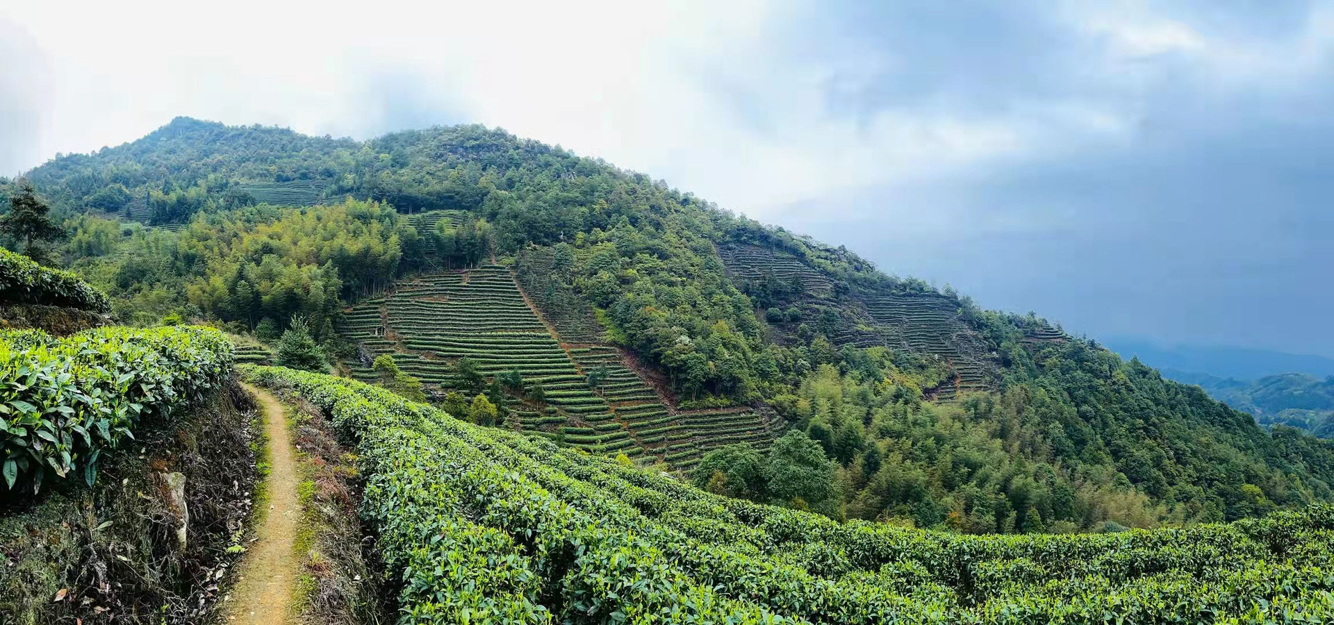 福鼎的白茶6斤老白茶大饼陈香贡眉寿眉白茶饼节日礼盒装厂家直供