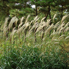 护坡牧草野芒草种子四季种南方北方种植野草植物易种草籽护坡草