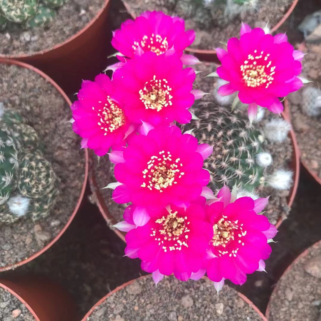 阳春丸 开花仙人球 大群 室内绿植 基地批发