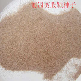 剪股颖草坪种子匍匐细弱剪股颖草籽 四季常青绿化护坡草皮草种籽