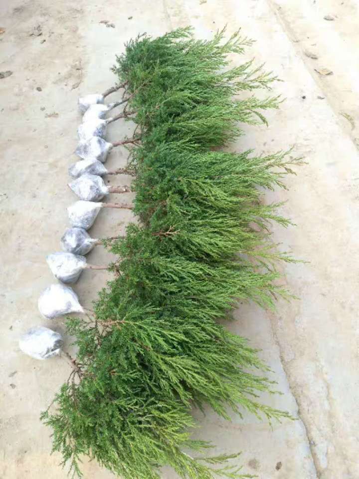 塔柏树苗侧柏树苗柏树苗 扁柏蜀块塔松树苗松树苗桧柏四季常青苗