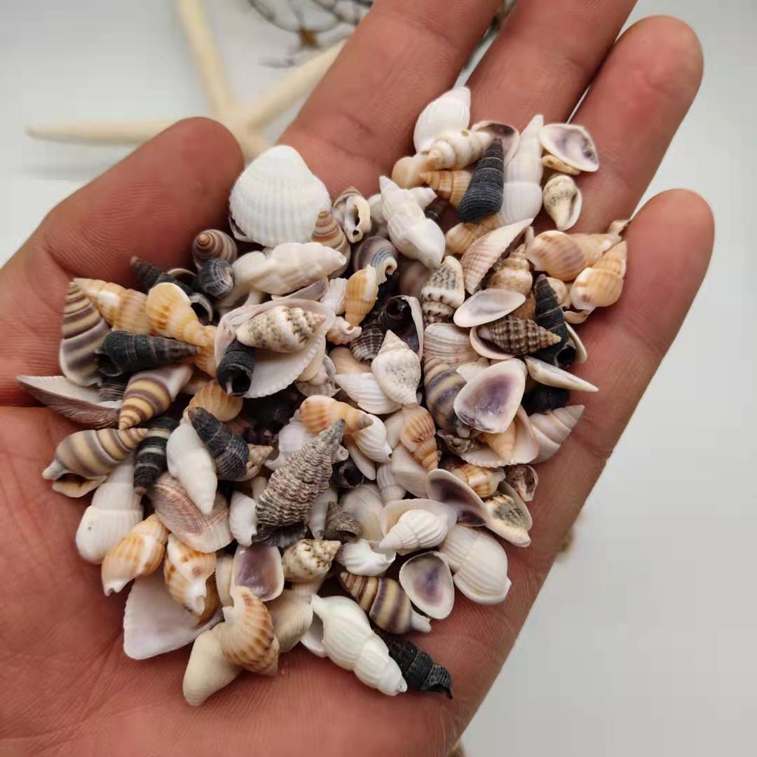 小海螺小贝壳一厘米左右按斤批发 工艺品小米螺