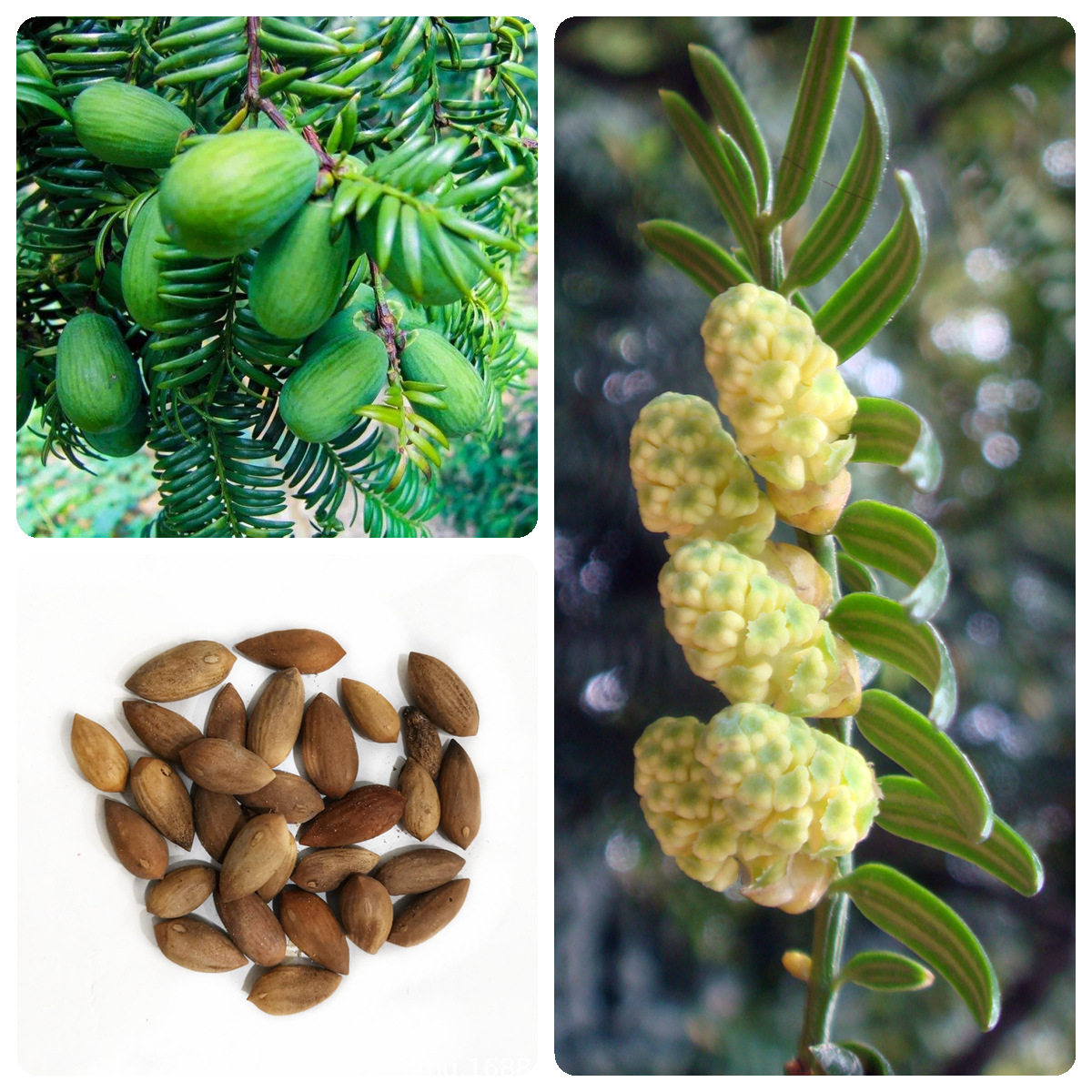 8成交0件林木种子 香榧种子榧子种子三代果香榧树种子 中药材种子相似