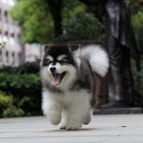 纯种大型阿拉斯加幼犬活体熊版阿拉斯加雪橇犬灰桃阿拉斯加宠物狗