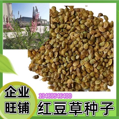 批发红豆草种子 国产牧草种子 红豆草种子  饲料草籽