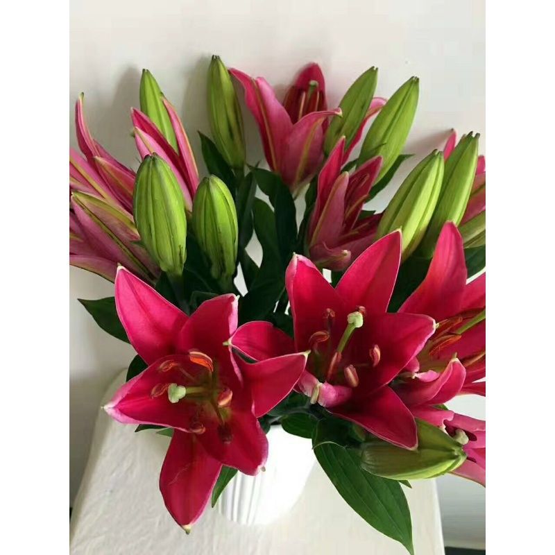 黑美人卡瓦纳 西诺红 红百合云南昆明斗南鲜花