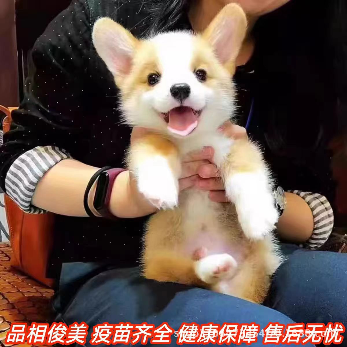 双血统双色三色柯基幼纯小型犬柯基幼犬超萌小短腿活体宠物狗狗