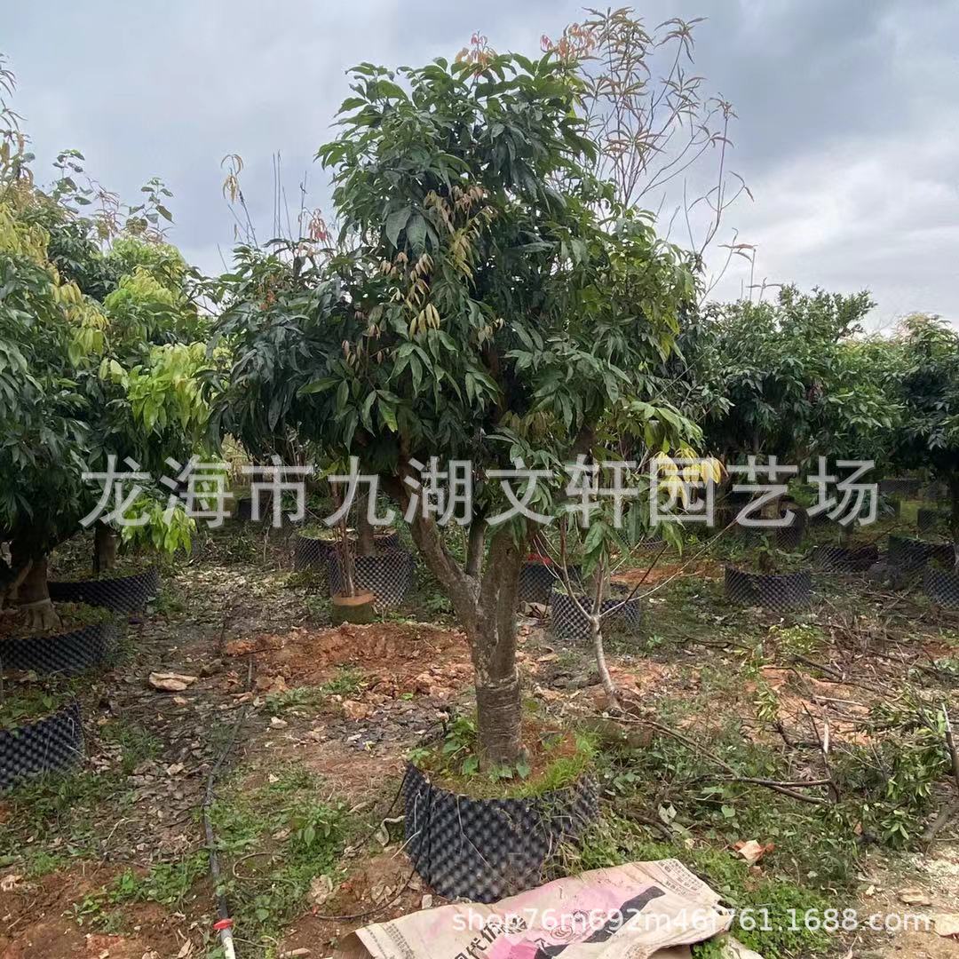 福建荔枝树批发 妃子笑桂味无核荔枝树南方果树大量种植