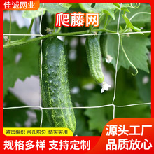 跨境货源植物园艺攀爬网白色格子涤纶无结爬藤网无结种植牵引网