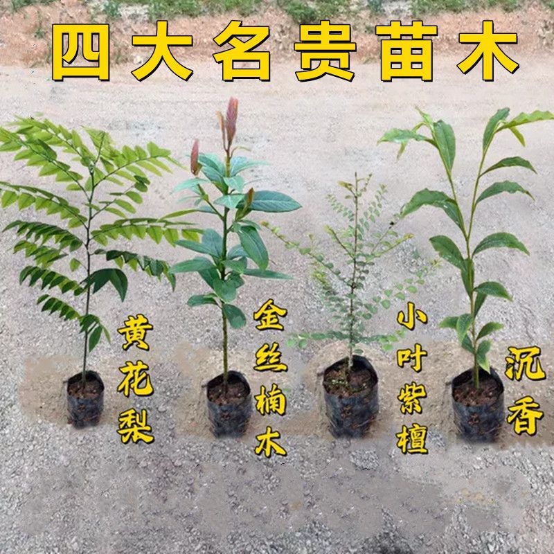 四大名贵苗木正宗金丝楠树苗香樟苗黄花梨苗小叶紫檀苗海南沉香苗