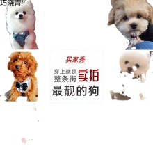 狗狗牵引绳博美泰迪用品中小型犬牵引绳猫幼犬小狗背带项圈遛代巧