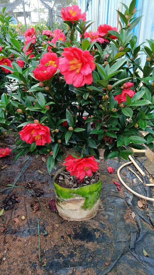 2112基地批发 供应 四季茶花 红山茶 05-2.5米高袋苗盆栽四季开花