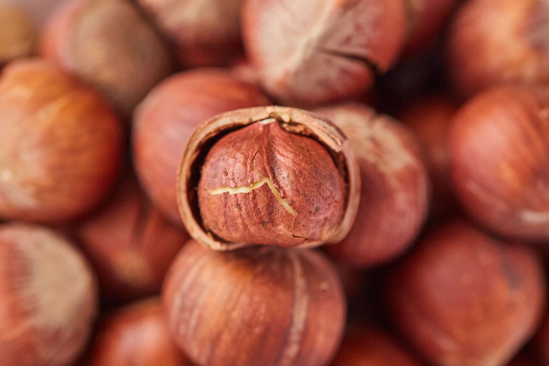 土耳其开口熟榛子原装进口大颗粒原味带壳榛子