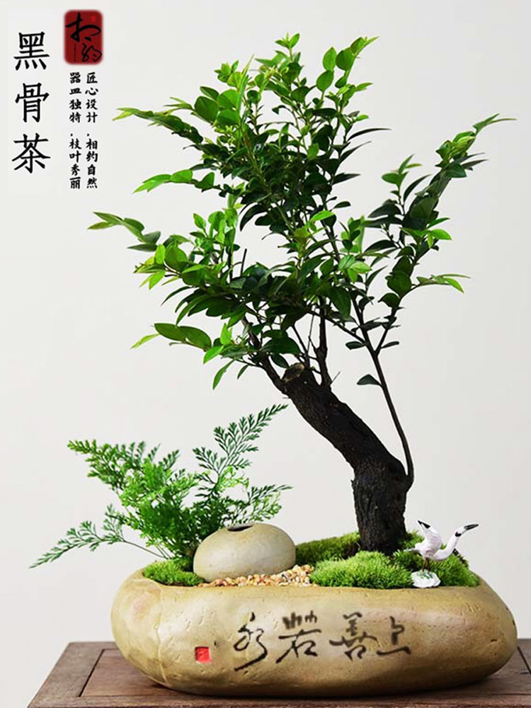 紫檀盆栽客厅桌面绿植黑骨茶室内书房好养小盆景装饰摆件阳台植物