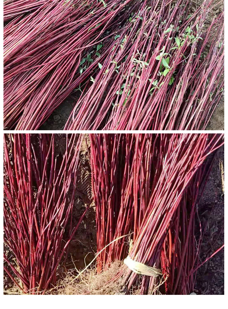 红瑞木树苗红杆麻球红柳枝条绿化苗木红柳枝户外庭院植物绿化苗