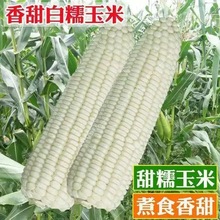 糯玉米种子高产四季播玉米非转基因白彩甜糯米水果超甜杂交种子