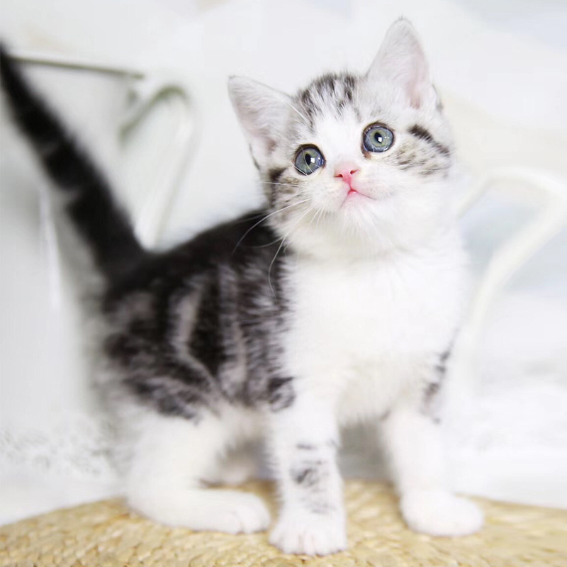 纯种美国短毛猫美短标斑猫虎斑加白起司猫美短银虎斑猫宠物猫活物