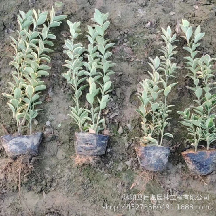 金边东青小苗 街道绿化 卫矛杯苗 规格齐全 金边黄杨苗