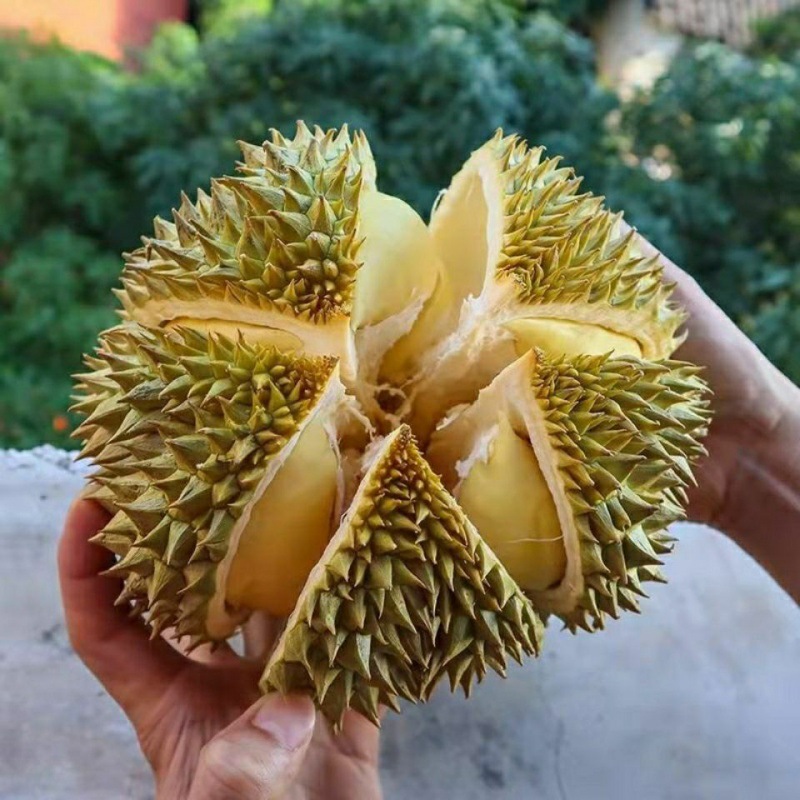 顺丰包邮泰国金枕榴莲一整个批发价当季水果包邮新鲜榴莲非猫山王