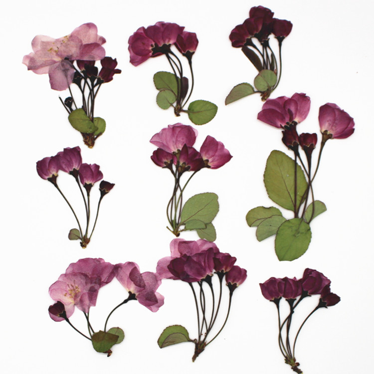 侧压海棠花樱花 自然干花押花标本diy手工相框时光宝石装饰压花