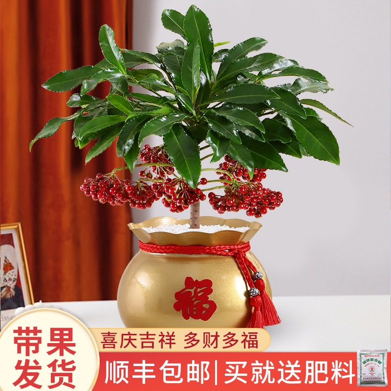 富贵籽盆栽带果金玉满堂花卉绿植盆景客厅室内招财植物好养年宵花