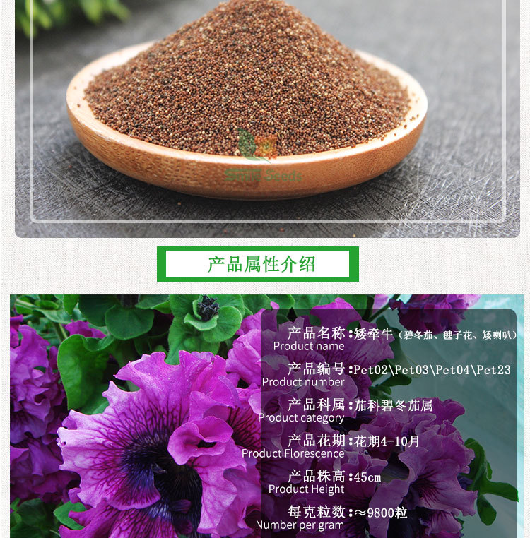 矮牵牛种子重瓣碧冬茄毽子花矮喇叭观赏花卉批发阳台盆栽花卉种子
