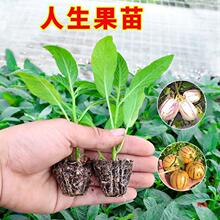 云南西双版纳山苦瓜越南特产泰国吃播生吃小苦瓜新鲜赖