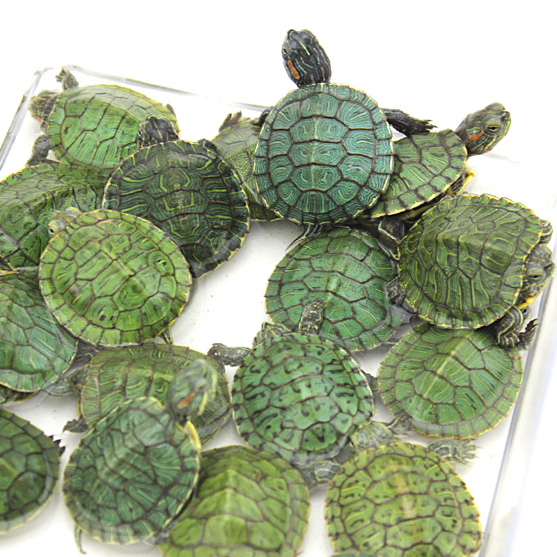 巴西龟宠物龟活体活物红耳龟水龟幼苗观赏大乌龟好养
