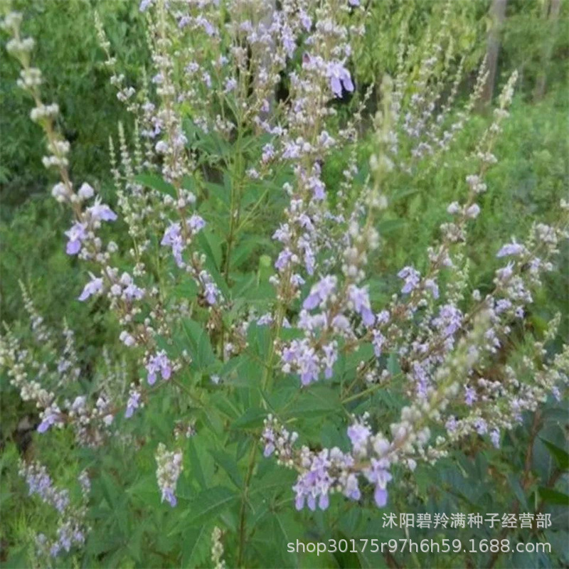 黄荆条种子荆条树种子蜜源植物荆条花种子杜荆柴黄金子灌木植物种